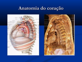 Anatomia do coraçãoAnatomia do coração
 