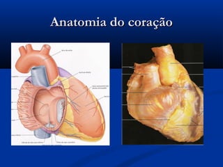 Anatomia do coraçãoAnatomia do coração
 