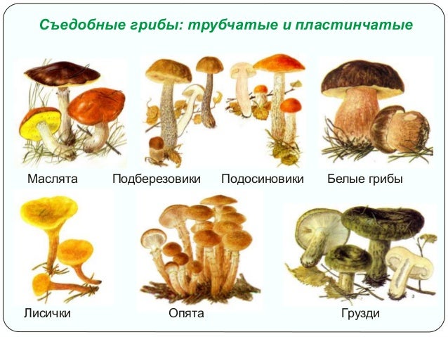 Какие съедобные грибы относятся к группе пластинчатых. Трубчатые Шляпочные грибы масленок. Условно-съедобные грибы Шляпочные. Съедобные пластинчатые грибы названия. Грибы пластинчатые и трубчатые съедобные и ядовитые таблица опята.
