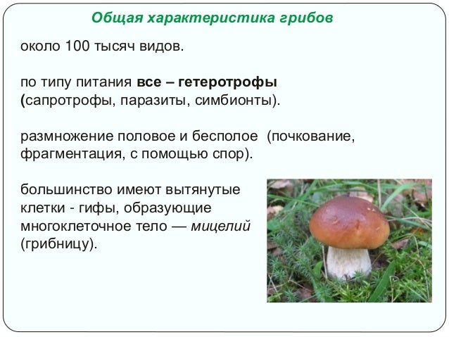 грибы сапротрофы тип питания. грибы анаэробы. грибы гетеротрофы объяснения. гетеротрофы сапротрофы грибы. грибы автотрофы или гетеротрофы.
