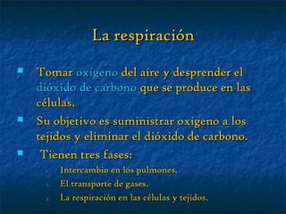 La respiraciónLa respiración
 TomarTomar oxígenooxígeno del aire y desprender eldel aire y desprender el
dióxido de carbonodióxido de carbono que se produce en lasque se produce en las
células.células.
 Su objetivo es suministrar oxigeno a losSu objetivo es suministrar oxigeno a los
tejidos y eliminar el dióxido de carbono.tejidos y eliminar el dióxido de carbono.
 Tienen tres fases:Tienen tres fases:
1.1. Intercambio en los pulmones.Intercambio en los pulmones.
2.2. El transporte de gases.El transporte de gases.
3.3. La respiración en las células y tejidos.La respiración en las células y tejidos.
 