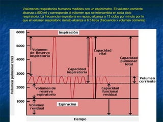 Volúmenes respiratorios humanos medidos con un espirómetro. El volumen corriente
alcanza a 500 ml y corresponde al volumen que se intercambia en cada ciclo
respiratorio. La frecuencia respiratoria en reposo alcanza a 13 ciclos por minuto por lo
que el volumen respiratorio minuto alcanza a 6.5 litros (frecuencia x volumen corriente)
 