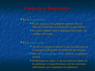  En laEn la inspiracióninspiración ::
 El aire penetra en los pulmones porque estos seEl aire penetra en los pulmones porque estos se
hinchan al aumentar el volumen de la caja torácica.hinchan al aumentar el volumen de la caja torácica.
 Lo cual es debido a que el diafragma desciende y lasLo cual es debido a que el diafragma desciende y las
costillas se levantan.costillas se levantan.
 En laEn la espiraciónespiración::
 El aire es arrojado al exterior ya que los pulmones seEl aire es arrojado al exterior ya que los pulmones se
comprimen al disminuir de tamaño la caja torácica.comprimen al disminuir de tamaño la caja torácica.
 Pues elPues el diafragmadiafragma y lasy las costillascostillas vuelven a su posiciónvuelven a su posición
normal.normal.
 El diafragma se relaja y se da un retroceso elástico deEl diafragma se relaja y se da un retroceso elástico de
los pulmones y la pared torácica y de las estructuraslos pulmones y la pared torácica y de las estructuras
abdominales que comprimen los pulmones.abdominales que comprimen los pulmones.
Fases de la RespiraciónFases de la Respiración
 
