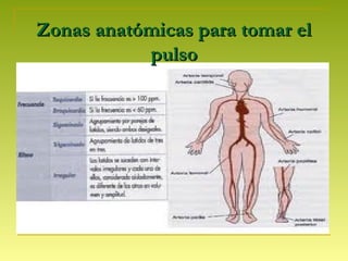 Zonas anatómicas para tomar elZonas anatómicas para tomar el
pulsopulso
 