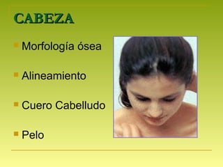 CABEZACABEZA
 Morfología ósea
 Alineamiento
 Cuero Cabelludo
 Pelo
 