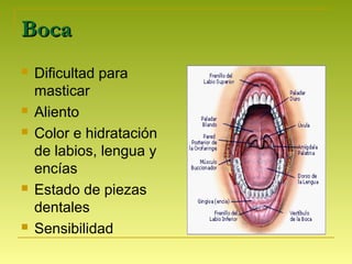 BocaBoca
 Dificultad para
masticar
 Aliento
 Color e hidratación
de labios, lengua y
encías
 Estado de piezas
dentales
 Sensibilidad
 