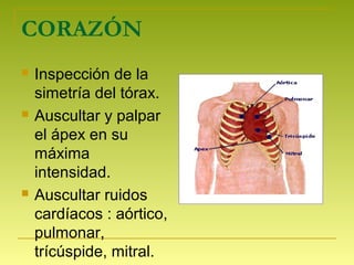 CORAZÓN
 Inspección de la
simetría del tórax.
 Auscultar y palpar
el ápex en su
máxima
intensidad.
 Auscultar ruidos
cardíacos : aórtico,
pulmonar,
trícúspide, mitral.
 