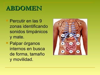 ABDOMENABDOMEN
 Percutir en las 9
zonas identificando
sonidos timpánicos
y mate.
 Palpar órganos
internos en busca
de forma, tamaño
y movilidad.
 