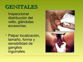 GENITALESGENITALES
 Inspeccionar
distribución del
vello, glándulas
accesorias.
 Palpar localización,
tamaño, forma y
sensibilidad de
ganglios
inguinales.
 