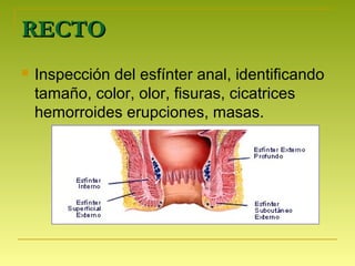 RECTORECTO
 Inspección del esfínter anal, identificando
tamaño, color, olor, fisuras, cicatrices
hemorroides erupciones, masas.
 