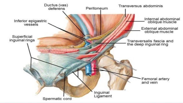 Superficial Inguinal Ring Female Superficial Inguinal Ring Female