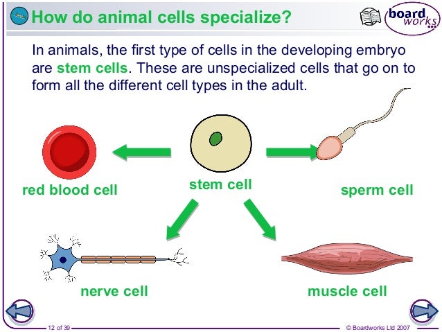 1. animal and plant cells v1.0