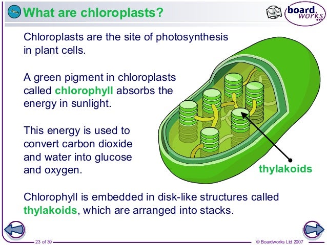 1 animal and plant cells v1 0