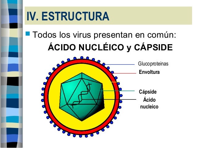 los virus