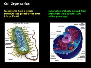 Cell Organisation:
Prokaryotes have a simple
structure and probably the first
life on Earth!
Eukaryotes probably evolved from
prokaryote cells around 1000
million years ago!
 