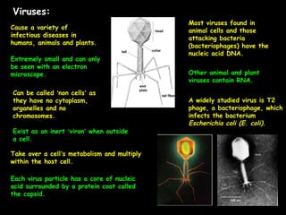 Viruses:
Cause a variety of
infectious diseases in
humans, animals and plants.
Extremely small and can only
be seen with an electron
microscope.
Can be called ‘non cells’ as
they have no cytoplasm,
organelles and no
chromosomes.
Exist as an inert ‘viron’ when outside
a cell.
Take over a cell’s metabolism and multiply
within the host cell.
Each virus particle has a core of nucleic
acid surrounded by a protein coat called
the capsid.
Most viruses found in
animal cells and those
attacking bacteria
(bacteriophages) have the
nucleic acid DNA.
Other animal and plant
viruses contain RNA.
A widely studied virus is T2
phage, a bacteriophage, which
infects the bacterium
Escherichia coli (E. coli).
 