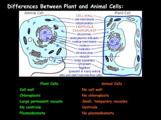 Differences Between Plant and Animal Cells:
Plant Cells Animal Cells
Cell wall No cell wall
Chloroplasts No chloroplasts
Large permanent vacuole Small, temporary vacuoles
No centriole Centriole
Plasmodesmata No plasmodesmata
 