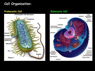 Cell Organisation:
Prokaryote Cell Eukaryote Cell
 