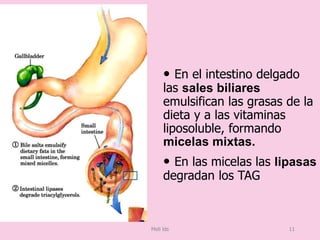 • En el intestino delgado
las sales biliares
emulsifican las grasas de la
dieta y a las vitaminas
liposoluble, formando
micelas mixtas.
• En las micelas las lipasas
degradan los TAG
Meli lds 11
 