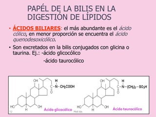 PAPÉL DE LA BILIS EN LA
DIGESTIÓN DE LÍPIDOS
• ÁCIDOS BILIARES: el más abundante es el ácido
cólico, en menor proporción se encuentra el ácido
quenodesoxicólico.
• Son excretados en la bilis conjugados con glicina o
taurina. Ej.: -ácido glicocólico
-ácido taurocólico
12
Ácido glicocólico Ácido taurocólico
Meli lds
 