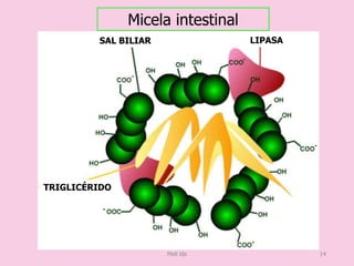 LIPASASAL BILIAR
TRIGLICÉRIDO
Micela intestinal
Meli lds 14
 
