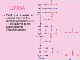 LIPASA
• Cataliza la hidrólisis de
uniones éster en los
carbonos primarios (a y
a’) del glicerol de las
grasas neutras
(Triacilgliceroles)
17Meli lds
 
