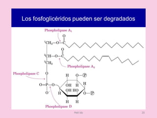 Los fosfoglicéridos pueden ser degradados
Meli lds 20
 