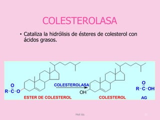 COLESTEROLASA
• Cataliza la hidrólisis de ésteres de colesterol con
ácidos grasos.
C
O
R O
C
O
R OH
OH
ESTER DE COLESTEROL COLESTEROL AG
COLESTEROLASA
23Meli lds
 
