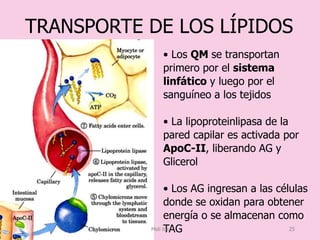 • Los QM se transportan
primero por el sistema
linfático y luego por el
sanguíneo a los tejidos
• La lipoproteinlipasa de la
pared capilar es activada por
ApoC-II, liberando AG y
Glicerol
• Los AG ingresan a las células
donde se oxidan para obtener
energía o se almacenan como
TAG
TRANSPORTE DE LOS LÍPIDOS
Meli lds 25
 