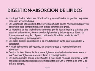 DIGESTION-ABSORCION DE LIPIDOS
 Los triglicéridos deben ser hidrolizados y emulsificados en gotitas pequeñas
antes de ser absorbidas.
 Las vitaminas liposolubles debe ser emulsificada en las micelas lipídicas y su
absorción esta comprometida en dietas carentes de grasa.
 La hidrolisis de los triglicéridos comienza por la lipasa lingual y gástrica que
ataca el enlace éster, formando diacilgliceroles y ácidos grasos libres. La
lipasa pancreática y la colipasa continúa la hidrolisis produciendo 2
monogliceroles y ácidos grasos.
 Las sales biliares contribuyen a la emulsificación junto con fosfolípidos y
colesterol.
 A nivel del epitelio del yeyuno, los ácidos grasos y monoglicéridos se
absorben.
 Dentro de las células, la 1-mono acilglicerol son hidrolizadas totalmente y
los 2-monoacilgliceroles se esterifican a triacilgliceroles.
 Los ácidos grasos son re-esterificados a TAG en la mucosa intestinal y junto
con otros productos lipídicos se empaquetan en QM y entran a la linfa y de
allí a la sangre.
Meli lds 28
 