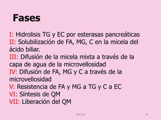 Fases
I: Hidrolisis TG y EC por esterasas pancreáticas
II: Solubilización de FA, MG, C en la micela del
ácido biliar.
III: Difusión de la micela mixta a través de la
capa de agua de la microvellosidad
IV: Difusión de FA, MG y C a través de la
microvellosidad
V: Resistencia de FA y MG a TG y C a EC
VI: Síntesis de QM
VII: Liberación del QM
Meli lds 29
 