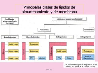 Principales clases de lípidos de
almacenamiento y de membrana
Meli lds 3
 