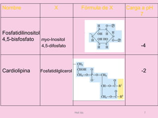 Nombre X Fórmula de X Carga a pH
7
Fosfatidilinositol
4,5-bisfosfato myo-Inositol
4,5-difosfato -4
Cardiolipina Fosfatidilglicerol -2
Meli lds 7
 