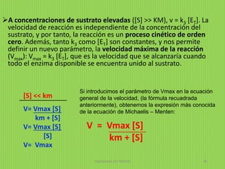 A concentraciones de sustrato elevadas ([S] >> KM), v = k3 [ET]. La
velocidad de reacción es independiente de la concentración del
sustrato, y por tanto, la reacción es un proceso cinético de orden
cero. Además, tanto k3 como [ET] son constantes, y nos permite
definir un nuevo parámetro, la velocidad máxima de la reacción
(Vmax): Vmax = k3 [ET], que es la velocidad que se alcanzaría cuando
todo el enzima disponible se encuentra unido al sustrato.
[S] << km
V= Vmax [S]
km + [S]
V= Vmax [S]
[S]
V= Vmax
Si introducimos el parámetro de Vmax en la ecuación
general de la velocidad, (la fórmula recuadrada
anteriormente), obtenemos la expresión más conocida
de la ecuación de Michaelis – Menten:
V = Vmax [S]
km + [S]
digitalizado por Melilds 40
 