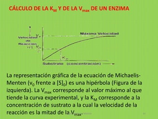 CÁLCULO DE LA KM Y DE LA Vmax DE UN ENZIMA
La representación gráfica de la ecuación de Michaelis-
Menten (v0 frente a [S]0) es una hipérbola (Figura de la
izquierda). La Vmax corresponde al valor máximo al que
tiende la curva experimental, y la KM corresponde a la
concentración de sustrato a la cual la velocidad de la
reacción es la mitad de la Vmax.digitalizado por Melilds 41
 