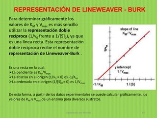 Para determinar gráficamente los
valores de KM y Vmax es más sencillo
utilizar la representación doble
recíproca (1/v0 frente a 1/[S]0), ya que
es una línea recta. Esta representación
doble recíproca recibe el nombre de
representación de Lineweaver-Burk .
REPRESENTACIÓN DE LINEWEAVER - BURK
Es una recta en la cual:
La pendiente es KM/Vmax
La abscisa en el origen (1/v0 = 0) es -1/KM
La ordenada en el origen (1/[S]0 = 0) es 1/Vmax
De esta forma, a partir de los datos experimentales se puede calcular gráficamente, los
valores de KM y Vmax de un enzima para diversos sustratos.
digitalizado por Melilds 43
 