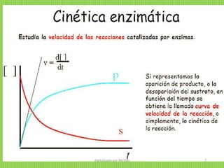 Modelo cinético de Michaelis-
Menten
Los estudios sistemáticos del efecto
de la concentración inicial del
sustrato sobre la actividad
enzimática comenzaron a realizarse
a finales del siglo XIX. Ya en 1882 se
introdujo el concepto del complejo
enzima-sustrato como
intermediario del proceso de
catálisis enzimática. En 1913,
Leonor Michaelis (foto de la
izquierda) y Maud Menten (foto de
la derecha) desarrollaron esta
teoría y propusieron una ecuación
de velocidad que explica el
comportamiento cinético de los
enzimas.
digitalizado por Melilds 7
 