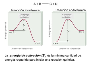 A + B C + D
Reacción exotérmica Reacción endotérmica
La energía de activación (Ea) es la mínima cantidad de
energía requerida para iniciar una reacción química.
Avance de la reacción Avance de la reacción
Energíapotencial
Energíapotencial
Complejo
activado
Complejo
activado
 