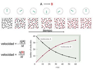 A B
velocidad = -
∆[A]
∆t
velocidad =
∆[B]
∆t
tiempo
moléculas B
moléculas A
 