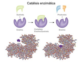 Catálisis enzimática
Sustrato Productos
EnzimaComplejo
Enzima-Sustrato
Enzima
 