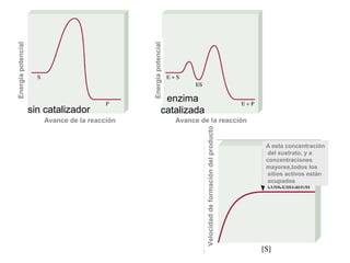 sin catalizador
enzima
catalizada
Avance de la reacciónAvance de la reacción
Energíapotencial
Energíapotencial
Velocidaddeformacióndelproducto
A esta concentración
del sustrato, y a
concentraciones
mayores,todos los
sitios activos están
ocupados
 
