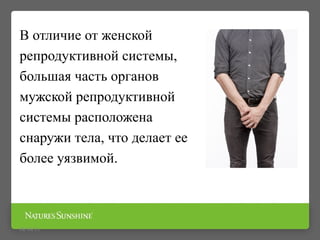 В отличие от женской
репродуктивной системы,
большая часть органов
мужской репродуктивной
системы расположена
снаружи тела, что делает ее
более уязвимой.
09/16/15
 