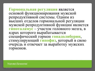 Гормональная регуляция является
основой функционирования мужской
репродуктивной системы. Одним из
высших отделов гормональной регуляции
мужской репродуктивной функции является
гипоталамус – участок головного мозга, в
ядрах которого вырабатывается
специфический гормон гонадолиберин,
стимулирующий гипофиз, который в свою
очередь и отвечает за выработку мужских
гормонов.
09/16/15
 
