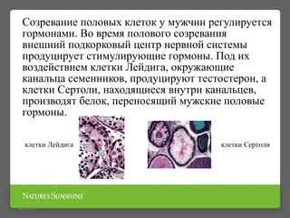 Созревание половых клеток у мужчин регулируется
гормонами. Во время полового созревания
внешний подкорковый центр нервной системы
продуцирует стимулирующие гормоны. Под их
воздействием клетки Лейдига, окружающие
канальца семенников, продуцируют тестостерон, а
клетки Сертоли, находящиеся внутри канальцев,
производят белок, переносящий мужские половые
гормоны.
09/16/15
клетки Лейдига клетки Сертоли
 