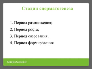 Стадии сперматогенеза
1. Период размножения;
2. Период роста;
3. Период созревания;
4. Период формирования.
09/16/15
 
