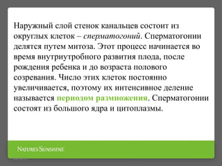 Наружный слой стенок канальцев состоит из
округлых клеток – сперматогоний. Сперматогонии
делятся путем митоза. Этот процесс начинается во
время внутриутробного развития плода, после
рождения ребенка и до возраста полового
созревания. Число этих клеток постоянно
увеличивается, поэтому их интенсивное деление
называется периодом размножения. Сперматогонии
состоят из большого ядра и цитоплазмы.
09/16/15
 