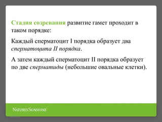 Стадия созревания развитие гамет проходит в
таком порядке:
Каждый сперматоцит I порядка образует два
сперматоцита II порядка.
А затем каждый сперматоцит II порядка образует
по две сперматиды (небольшие овальные клетки).
09/16/15
 