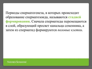 Периоды сперматогенеза, в которых происходит
образование сперматозоида, называются стадией
формирования. Сначала сперматиды перемещаются
в слой, образующий просвет канальца семенника, а
затем из сперматид формируются половые клетки.
 