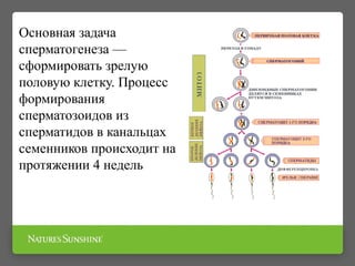 Основная задача
сперматогенеза —
сформировать зрелую
половую клетку. Процесс
формирования
сперматозоидов из
сперматидов в канальцах
семенников происходит на
протяжении 4 недель
 