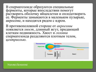 В сперматозоиде образуются специальные
ферменты, которые впоследствии помогут
растворить оболочку яйцеклетки и оплодотворить
ее. Ферменты замыкаются в маленьком пузырьке,
акросоме, и находятся рядом с ядром.
В противоположной стороне от акросомы
появляется хвост, длинный жгут, придающий
клеткам подвижность. Хвост и головка
сперматозоида разделяются плотным телом,
центриолью.
 
